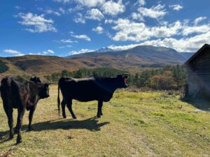 上の山放牧場の牛たち