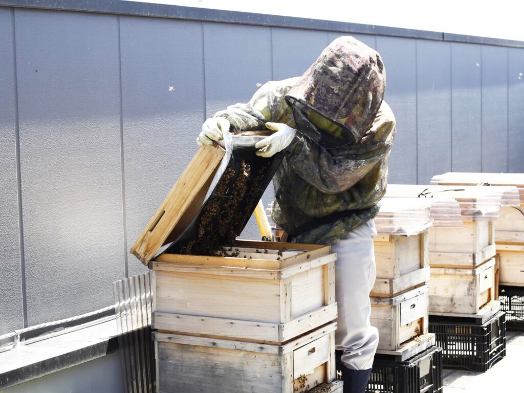 養蜂用防護服を着て巣箱を開ける